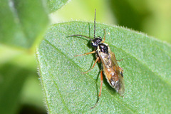 Aglaostigma fulvipes