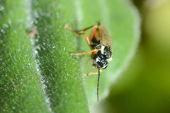 Aglaostigma fulvipes