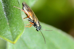 Aglaostigma fulvipes