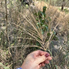 Eleusininae