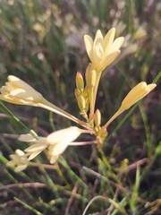 Ixia paniculata