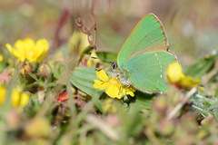 Callophrys rubi