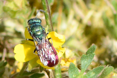 Chrysura