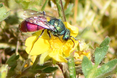 Chrysura