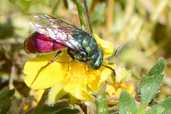 Chrysura