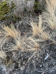 Bulbostylis capillaris