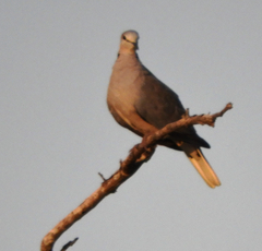Streptopelia capicola