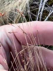 Bulbostylis capillaris