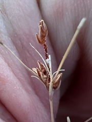 Bulbostylis capillaris