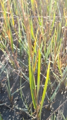 Sporobolus alterniflorus