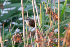 Acrocephalus melanopogon