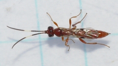 Ichneumoninae