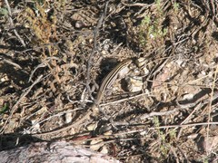 Aspidoscelis uniparens