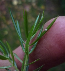 Lepidosaphes juniperi