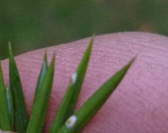 Lepidosaphes juniperi