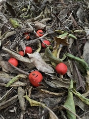 Leratiomyces erythrocephalus