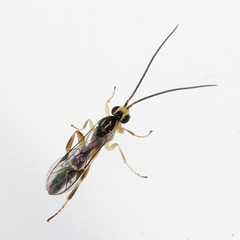 Orthocentrinae