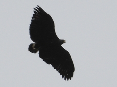 Buteogallus solitarius