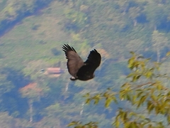 Buteogallus solitarius