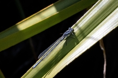 Pseudagrion furcigerum
