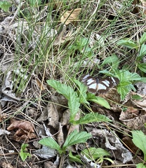 Danaus affinis