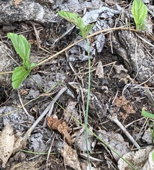 Danaus affinis