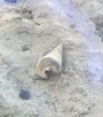 Telescopium telescopium