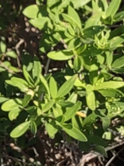 Baccharis