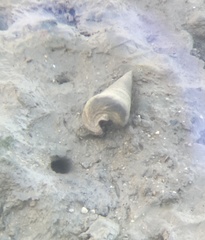 Telescopium telescopium