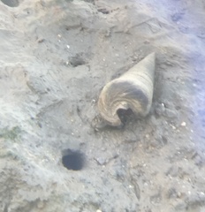 Telescopium telescopium
