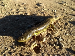 Ambystoma velasci