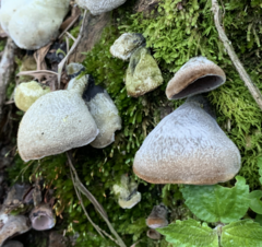 Auricularia polytricha