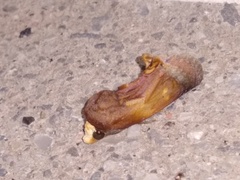 Gonodonta