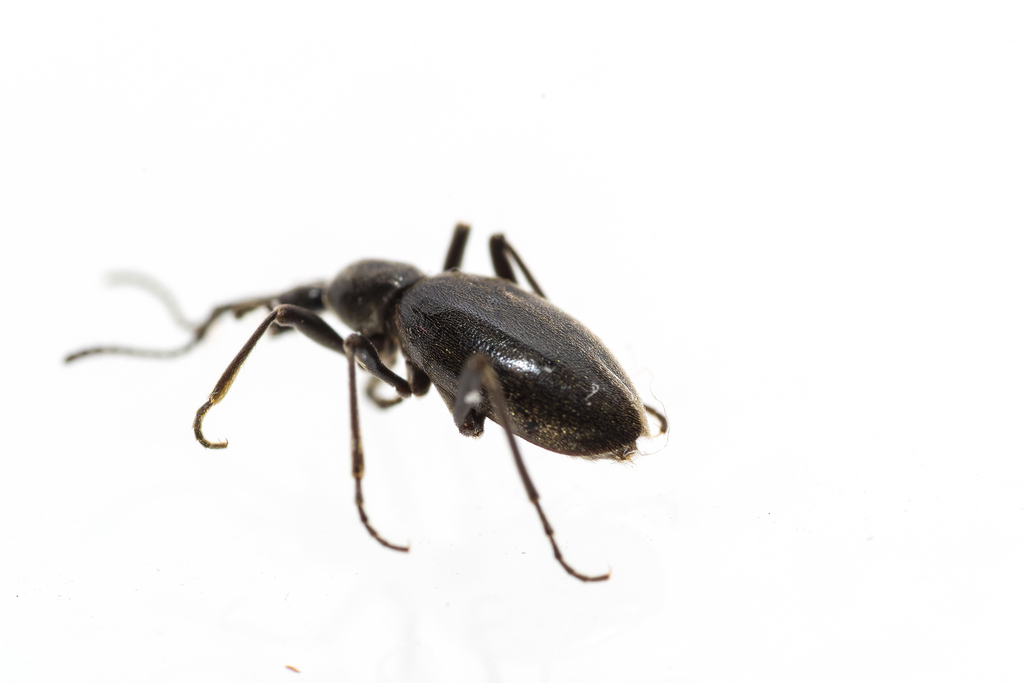 Palaeostigus palpalis
