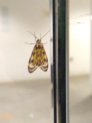 Eucereon phaeoprocta