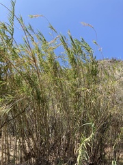 Arundo