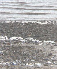 Charadrius leschenaultii
