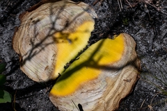 Haemanthus sanguineus