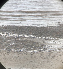 Charadrius leschenaultii