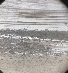 Charadrius leschenaultii
