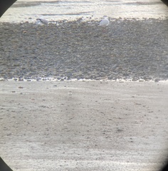 Charadrius ruficapillus