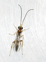 Orthocentrinae