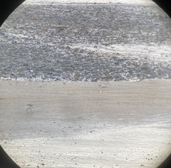 Charadrius ruficapillus