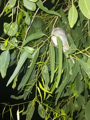 Manorina melanocephala