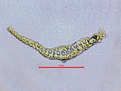 Pleuridium subulatum
