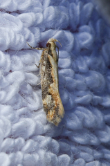 Ornativalva plutelliformis