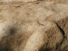 Argia anceps