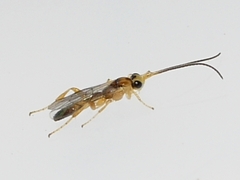 Orthocentrinae