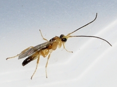 Orthocentrinae