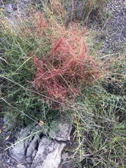 Cuscuta epithymum